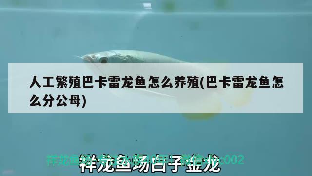 人工繁殖巴卡雷龍魚怎么養(yǎng)殖(巴卡雷龍魚怎么分公母)