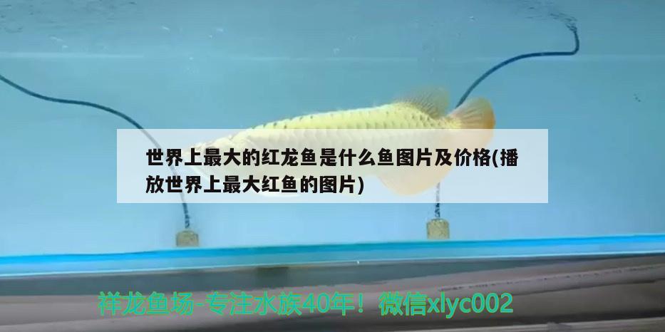 世界上最大的紅龍魚是什么魚圖片及價(jià)格(播放世界上最大紅魚的圖片) 廣州祥龍國際水族貿(mào)易