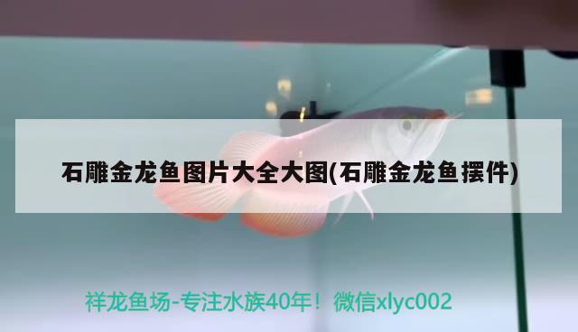 石雕金龍魚(yú)圖片大全大圖(石雕金龍魚(yú)擺件) 一眉道人魚(yú)苗