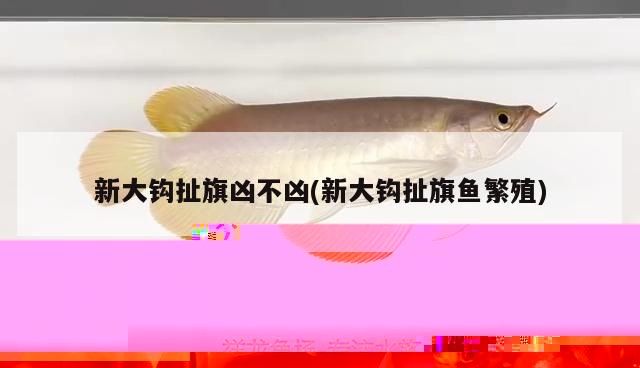 龍魚(yú)和鯉魚(yú)能混養(yǎng)嗎(龍魚(yú)和鯉魚(yú)能混養(yǎng)嗎視頻) 短身紅龍魚(yú)