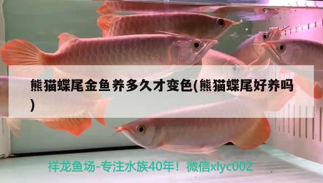 熊貓蝶尾金魚養(yǎng)多久才變色(熊貓蝶尾好養(yǎng)嗎) 觀賞魚