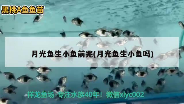 月光魚生小魚前兆(月光魚生小魚嗎)