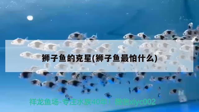 獅子魚的克星(獅子魚最怕什么)