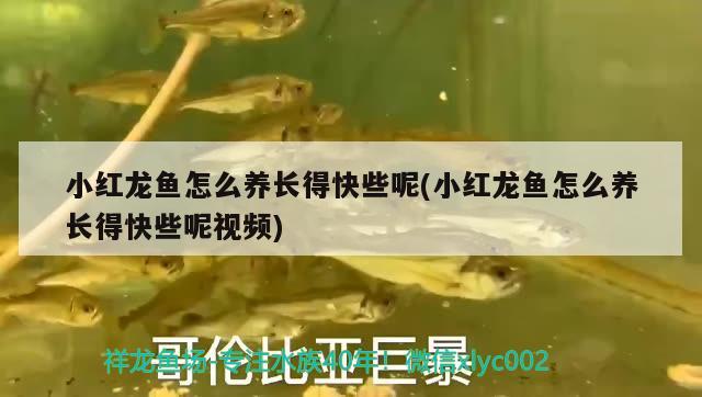 小紅龍魚怎么養(yǎng)長(zhǎng)得快些呢(小紅龍魚怎么養(yǎng)長(zhǎng)得快些呢視頻) 祥龍龍魚魚糧