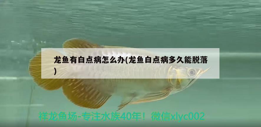 龍魚有白點病怎么辦(龍魚白點病多久能脫落)