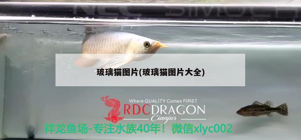 玻璃貓圖片(玻璃貓圖片大全) 觀賞魚(yú)