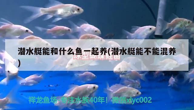 潛水艇能和什么魚一起養(yǎng)(潛水艇能不能混養(yǎng)) 潛水艇魚