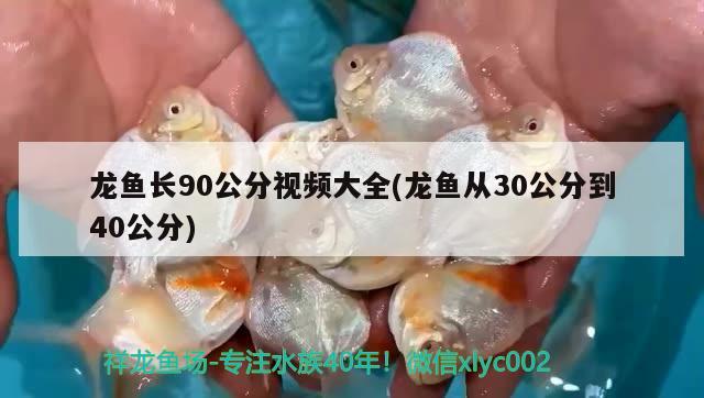 龍魚(yú)長(zhǎng)90公分視頻大全(龍魚(yú)從30公分到40公分)