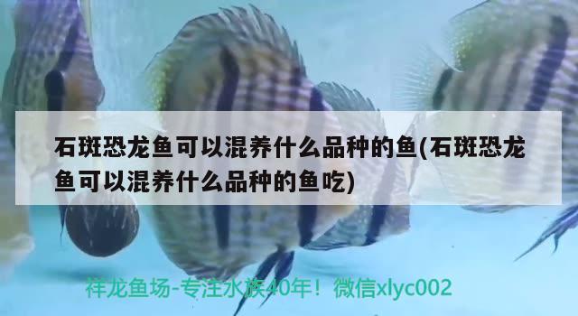 石斑恐龍魚可以混養(yǎng)什么品種的魚(石斑恐龍魚可以混養(yǎng)什么品種的魚吃) 虎魚魚苗