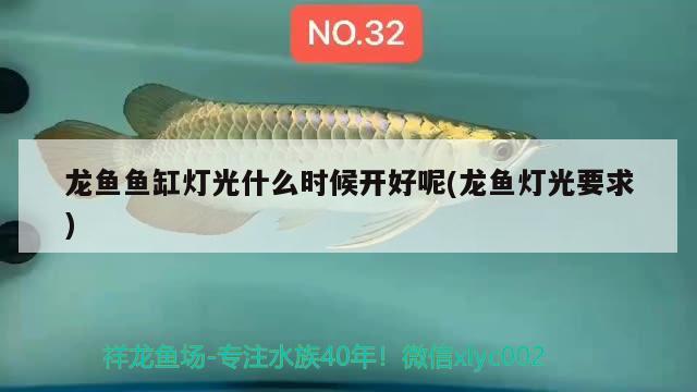 龍魚魚缸燈光什么時(shí)候開好呢(龍魚燈光要求)