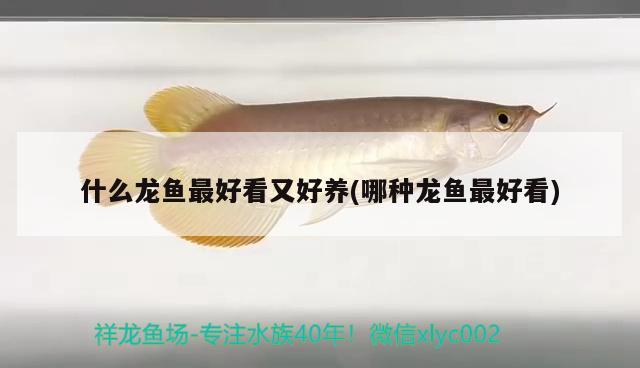 什么龍魚最好看又好養(yǎng)(哪種龍魚最好看) 紅尾平克魚