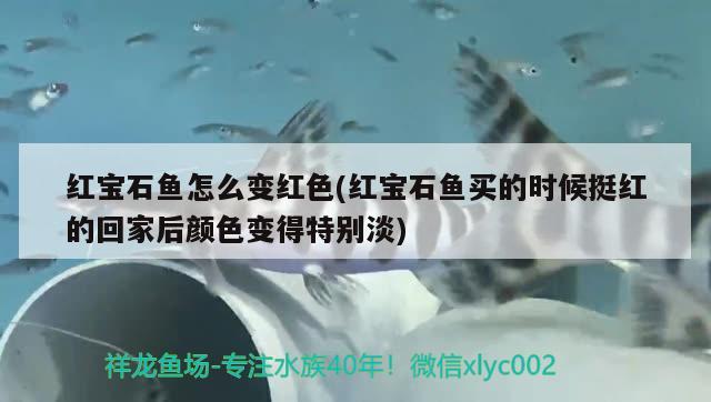 紅寶石魚(yú)怎么變紅色(紅寶石魚(yú)買(mǎi)的時(shí)候挺紅的回家后顏色變得特別淡) 觀(guān)賞魚(yú)