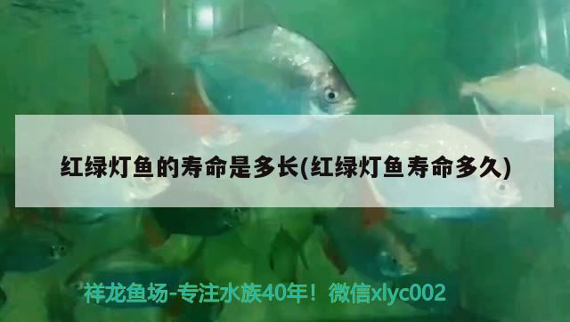 紅綠燈魚(yú)的壽命是多長(zhǎng)(紅綠燈魚(yú)壽命多久)