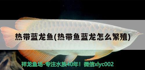 熱帶藍龍魚(熱帶魚藍龍怎么繁殖)