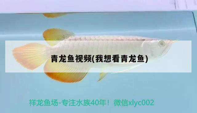 青龍魚視頻(我想看青龍魚) 青龍魚