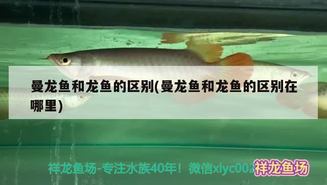 曼龍魚和龍魚的區(qū)別(曼龍魚和龍魚的區(qū)別在哪里)