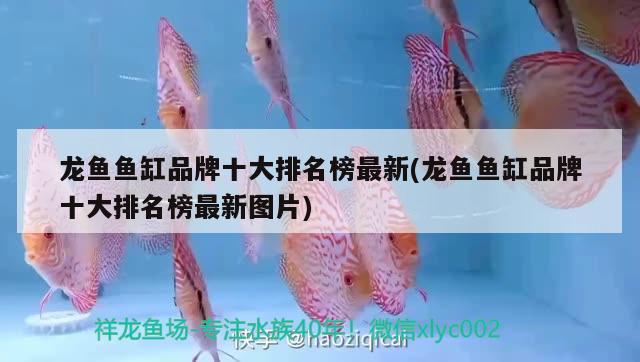 龍魚(yú)魚(yú)缸品牌十大排名榜最新(龍魚(yú)魚(yú)缸品牌十大排名榜最新圖片)