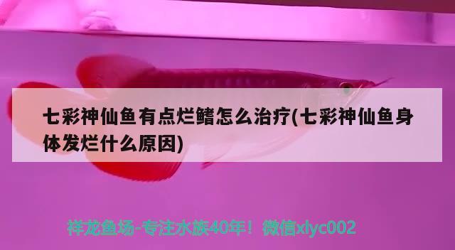 七彩神仙魚(yú)有點(diǎn)爛鰭怎么治療(七彩神仙魚(yú)身體發(fā)爛什么原因) 七彩神仙魚(yú)