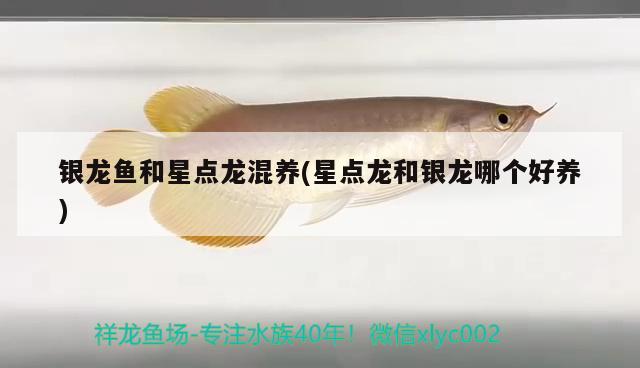 銀龍魚和星點龍混養(yǎng)(星點龍和銀龍哪個好養(yǎng)) 銀龍魚