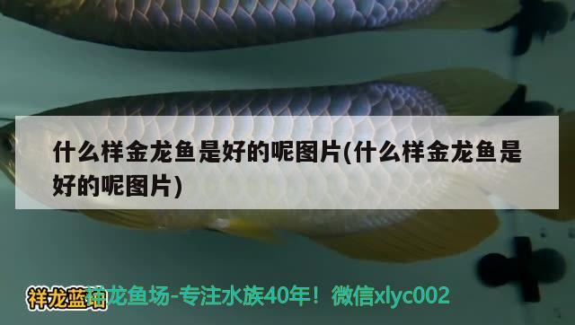 什么樣金龍魚是好的呢圖片(什么樣金龍魚是好的呢圖片) 黑金魟魚