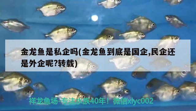 金龍魚(yú)是私企嗎(金龍魚(yú)到底是國(guó)企,民企還是外企呢?轉(zhuǎn)載)