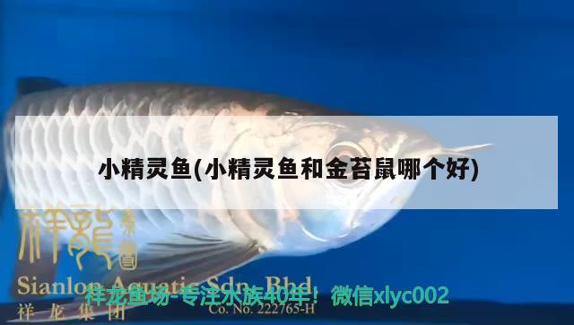 小精靈魚(小精靈魚和金苔鼠哪個好) 觀賞魚