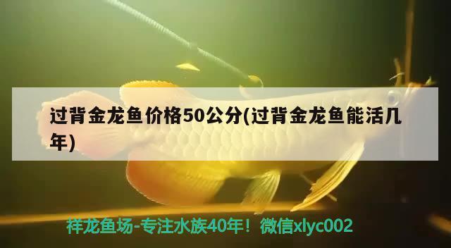 過(guò)背金龍魚(yú)價(jià)格50公分(過(guò)背金龍魚(yú)能活幾年) 金龍魚(yú)百科