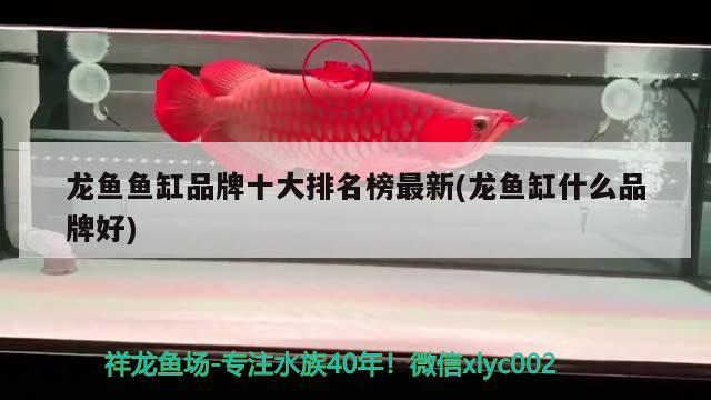 龍魚(yú)魚(yú)缸品牌十大排名榜最新(龍魚(yú)缸什么品牌好)