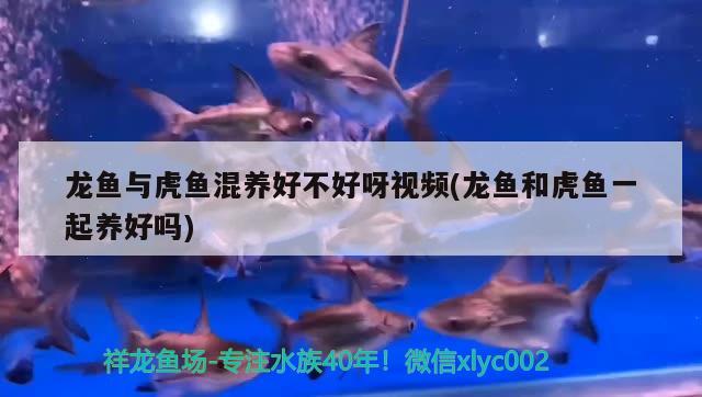 龍魚與虎魚混養(yǎng)好不好呀視頻(龍魚和虎魚一起養(yǎng)好嗎) 虎魚百科