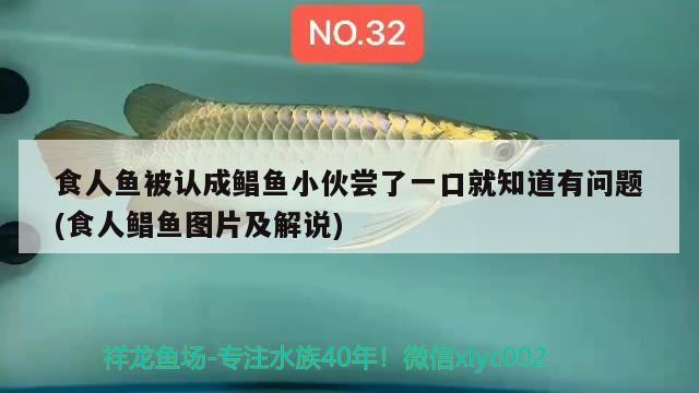 食人魚被認成鯧魚小伙嘗了一口就知道有問題(食人鯧魚圖片及解說)