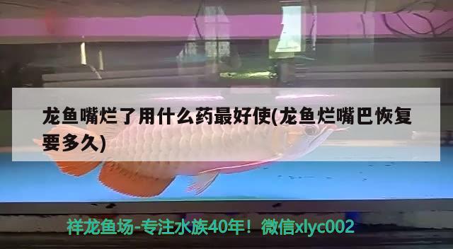 龍魚嘴爛了用什么藥最好使(龍魚爛嘴巴恢復要多久)