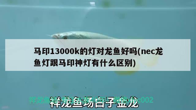 馬印13000k的燈對龍魚好嗎(nec龍魚燈跟馬印神燈有什么區(qū)別) 馬印水族