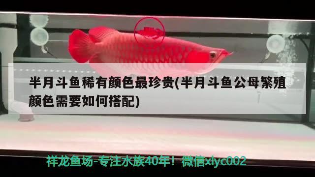 半月斗魚稀有顏色最珍貴(半月斗魚公母繁殖顏色需要如何搭配)