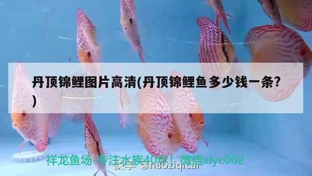 丹頂錦鯉圖片高清(丹頂錦鯉魚(yú)多少錢(qián)一條?) 丹頂錦鯉魚(yú)