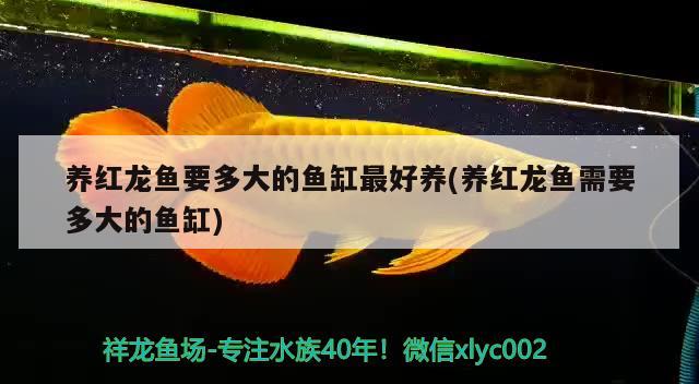 養(yǎng)紅龍魚(yú)要多大的魚(yú)缸最好養(yǎng)(養(yǎng)紅龍魚(yú)需要多大的魚(yú)缸)