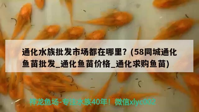 通化水族批發(fā)市場都在哪里？(58同城通化魚苗批發(fā)_通化魚苗價格_通化求購魚苗) 觀賞魚水族批發(fā)市場