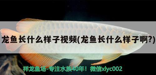 龍魚長什么樣子視頻(龍魚長什么樣子啊?)