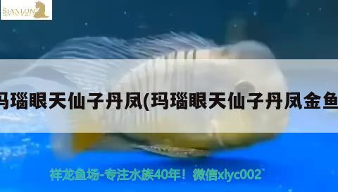 瑪瑙眼天仙子丹鳳(瑪瑙眼天仙子丹鳳金魚)