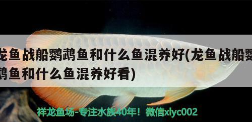 龍魚戰(zhàn)船鸚鵡魚和什么魚混養(yǎng)好(龍魚戰(zhàn)船鸚鵡魚和什么魚混養(yǎng)好看) 鸚鵡魚