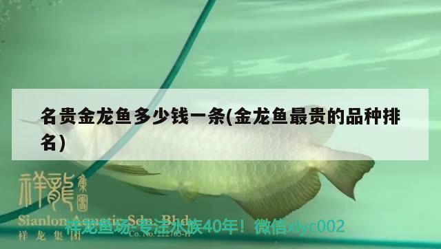 名貴金龍魚多少錢一條(金龍魚最貴的品種排名) 造景/裝飾