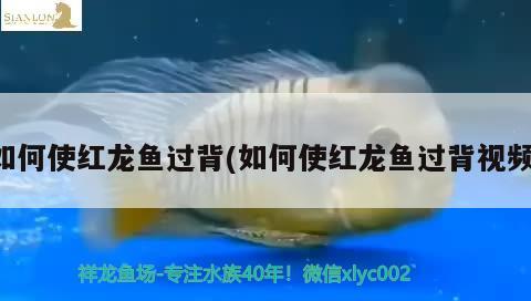 如何使紅龍魚過背(如何使紅龍魚過背視頻)