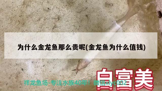 為什么金龍魚那么貴呢(金龍魚為什么值錢)