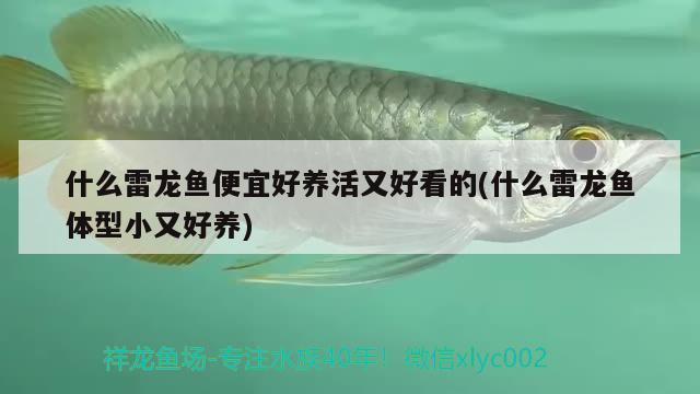 什么雷龍魚便宜好養(yǎng)活又好看的(什么雷龍魚體型小又好養(yǎng)) 印尼四紋虎