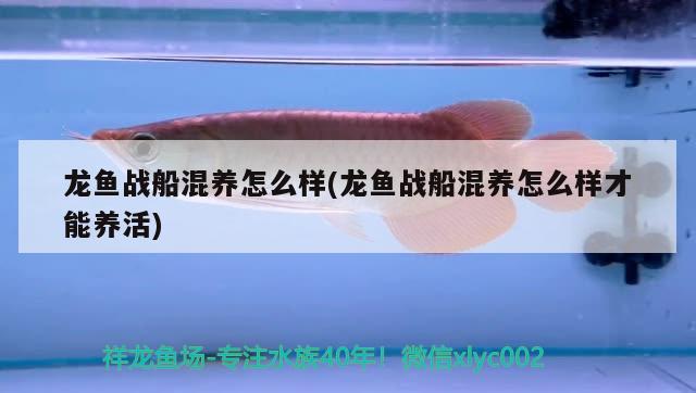 龍魚戰(zhàn)船混養(yǎng)怎么樣(龍魚戰(zhàn)船混養(yǎng)怎么樣才能養(yǎng)活) 豹紋夫魚苗