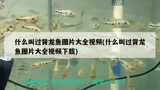 什么叫過背龍魚圖片大全視頻(什么叫過背龍魚圖片大全視頻下載)