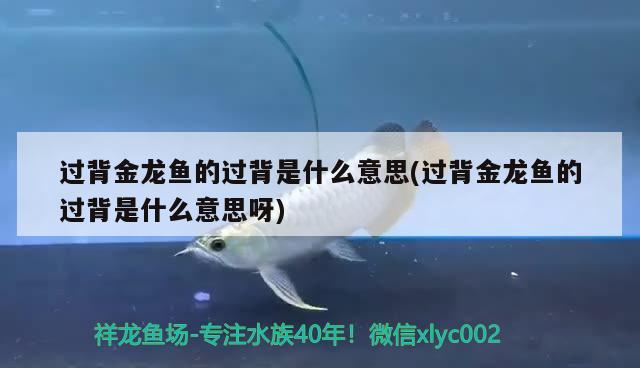 過背金龍魚的過背是什么意思(過背金龍魚的過背是什么意思呀)