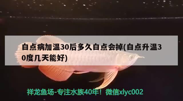 白點病加溫30后多久白點會掉(白點升溫30度幾天能好)