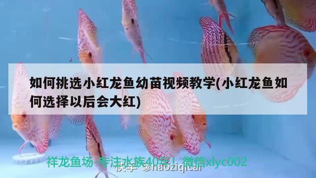 如何挑選小紅龍魚幼苗視頻教學(xué)(小紅龍魚如何選擇以后會(huì)大紅) 白子黃化銀龍魚