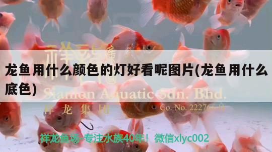 龍魚用什么顏色的燈好看呢圖片(龍魚用什么底色) 狗仔招財貓魚