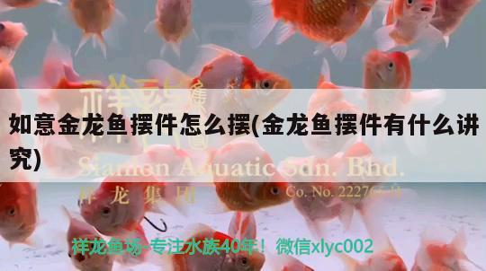 如意金龍魚擺件怎么擺(金龍魚擺件有什么講究)